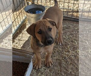 Shepradors Dogs for adoption in Golden Valley, AZ, USA