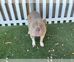 American Pit Bull Terrier-Unknown Mix Dogs for adoption in Modesto, CA, USA