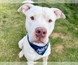 American Bandogge mastiff Dogs for adoption in Pueblo, CO, USA