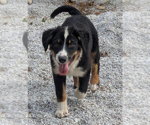 Australian Shepherd Dogs for adoption in Brewster, NY, USA
