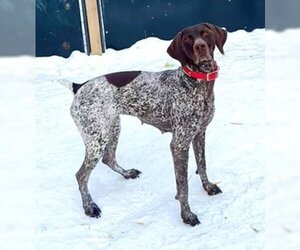 German Shorthaired Pointer Dogs for adoption in Frisco, CO, USA