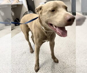 Mutt Dogs for adoption in Houston, TX, USA