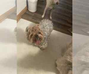 Mutt Dogs for adoption in Princeton, MN, USA