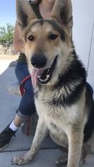 German Shepherd Dog Dogs for adoption in Fresno, CA, USA