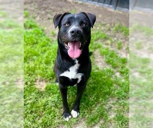 Border Collie-Unknown Mix Dogs for adoption in Riverside, CA, USA