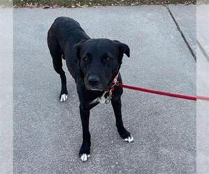 Labrador Retriever-Unknown Mix Dogs for adoption in Grand Prairie, TX, USA