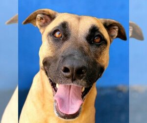 German Shepherd Dog-Mastiff Mix Dogs for adoption in Lake Forest, CA, USA