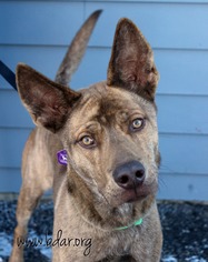 Alaskan Husky Dogs for adoption in Cheyenne, WY, USA