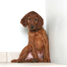 Irish Setter Dogs for adoption in Eden Prairie, MN, USA