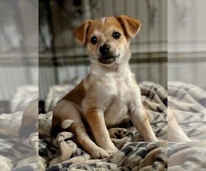 Small Beagle-Chihuahua Mix