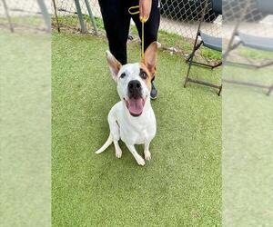 American Pit Bull Terrier Dogs for adoption in Pasadena, TX, USA