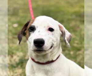 Basschshund Dogs for adoption in Yardley, PA, USA