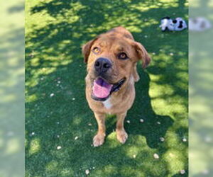 Mastiff Dogs for adoption in Salinas, CA, USA