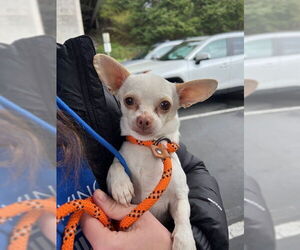 Chihuahua Dogs for adoption in Bellevue, WA, USA
