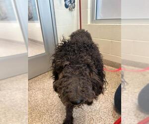Poodle (Standard) Dogs for adoption in Pueblo, CO, USA