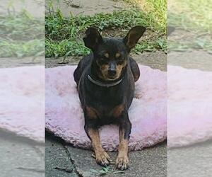 Miniature Pinscher Dogs for adoption in Columbia, TN, USA