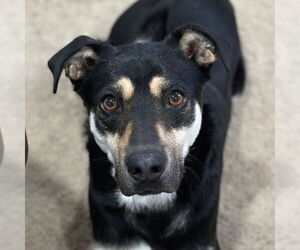 Mutt Dogs for adoption in Canton, CT, USA