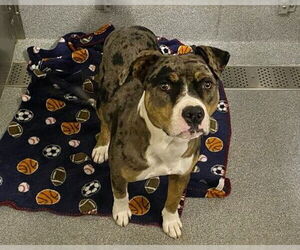 Mutt Dogs for adoption in Orange, CA, USA