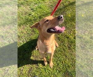 German Shepherd Dog-Unknown Mix Dogs for adoption in Peoria, IL, USA