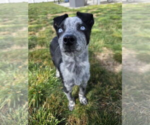 Mutt Dogs for adoption in Sandy, UT, USA