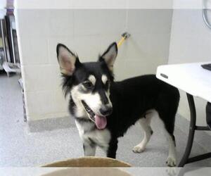 Siberian Husky Dogs for adoption in Pasadena, TX, USA