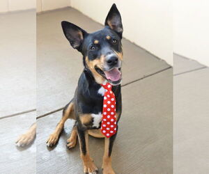 Mutt Dogs for adoption in McKinney, TX, USA