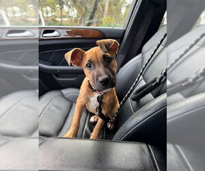 Mutt Dogs for adoption in San Juan Capistrano, CA, USA