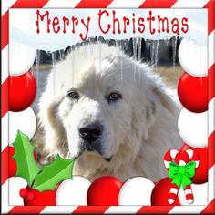 Great Pyrenees Dogs for adoption in Rustburg, VA, USA