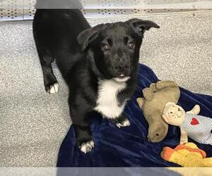 Siberian Husky-Unknown Mix Dogs for adoption in Orange, CA, USA
