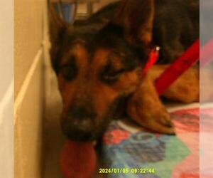 German Shepherd Dog Dogs for adoption in Sanford, FL, USA