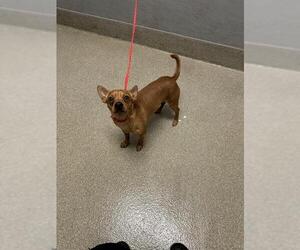 Chihuahua-Unknown Mix Dogs for adoption in Las Vegas, NV, USA