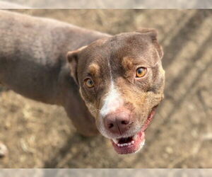 Mutt Dogs for adoption in Tulsa, OK, USA