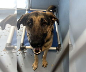German Shepherd Dog-Unknown Mix Dogs for adoption in Downey, CA, USA