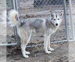 Alusky Dogs for adoption in Incline Village, NV, USA