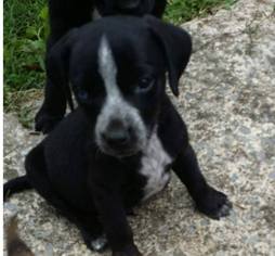 Sheprador Dogs for adoption in Scottsboro, AL, USA