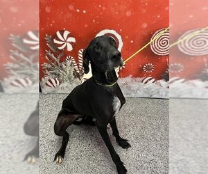 Great Dane Dogs for adoption in Henderson, NV, USA
