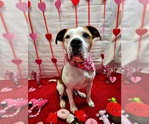 Boxer Dogs for adoption in Frisco, CO, USA