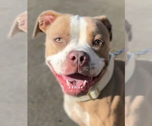 American Staffordshire Terrier-Unknown Mix Dogs for adoption in Lake Forest, CA, USA