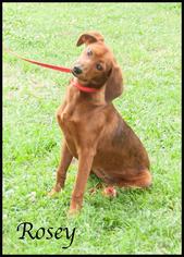 Medium Photo #1 Redbone Coonhound-Unknown Mix Puppy For Sale in Ada, OK, USA