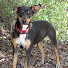 Doberman Pinscher-Labrador Retriever Mix Dogs for adoption in Pensacola, FL, USA