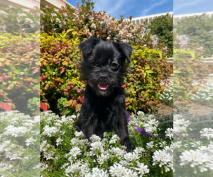 Brussels Griffon-Unknown Mix Dogs for adoption in Fresno, CA, USA