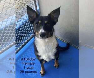 Medium Photo #1 Australian Kelpie-Unknown Mix Puppy For Sale in Calgary, Alberta, Canada