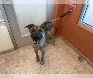 German Shepherd Dog-Unknown Mix Dogs for adoption in Pueblo, CO, USA