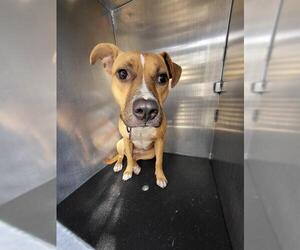 American Staffordshire Terrier-Unknown Mix Dogs for adoption in San Antonio, TX, USA