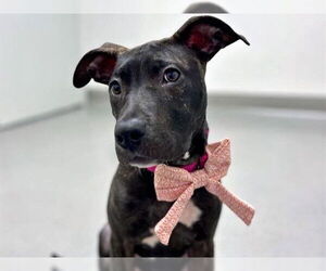 Mutt Dogs for adoption in Redwood City, CA, USA