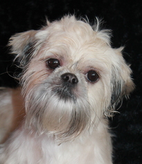 Shih Tzu Dogs for adoption in Phelan, CA, USA