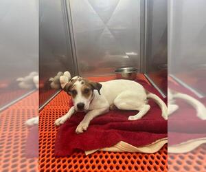 Pointer Dogs for adoption in Bemidji, MN, USA