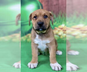 Mutt Dogs for adoption in Mundelein, IL, USA