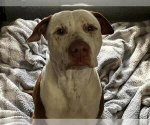 American Pit Bull Terrier Dogs for adoption in Orange, CA, USA