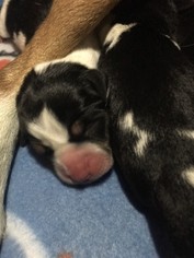 Medium Photo #1 Beagle-Unknown Mix Puppy For Sale in Pawtucket, RI, USA